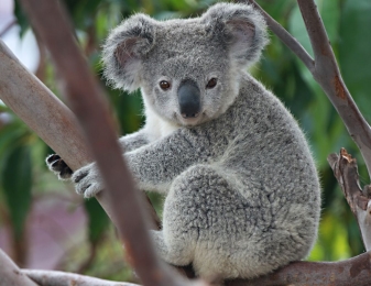 Pin by Linda Rodriguez on Coalas | Koala bear, Koala, Baby koala